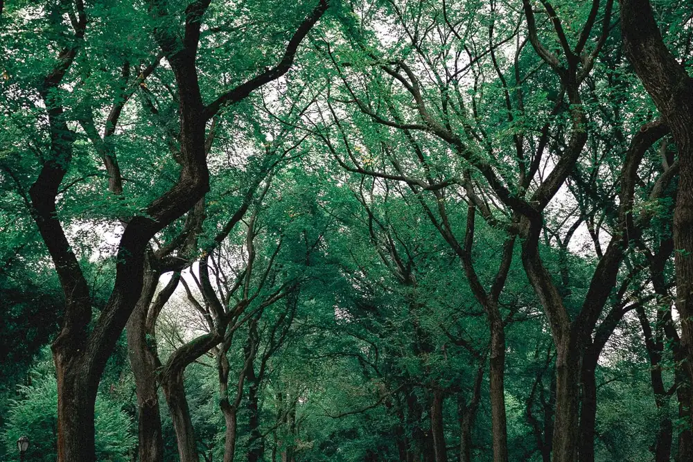 Alameda de árvores frondosas e verdes num parque tranquilo