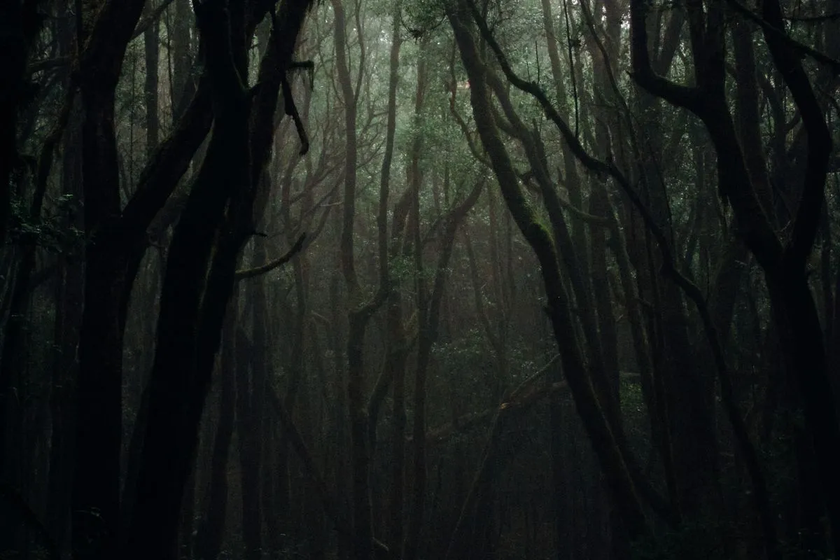 Floresta densa tomada pela névoa ao entardecer